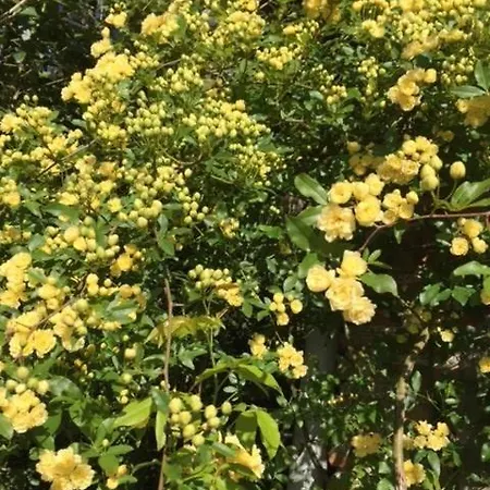 Saint Vincent Vendégház Agen