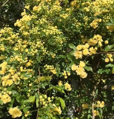 Saint Vincent בית הארחה אז'ן